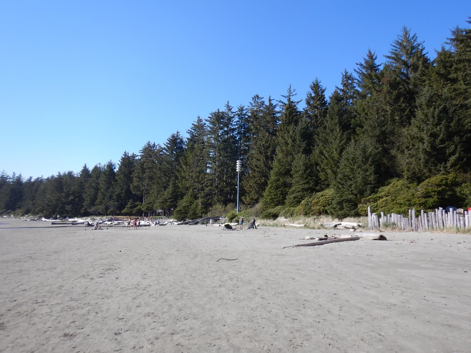 Sandy beach and forest at Tofino